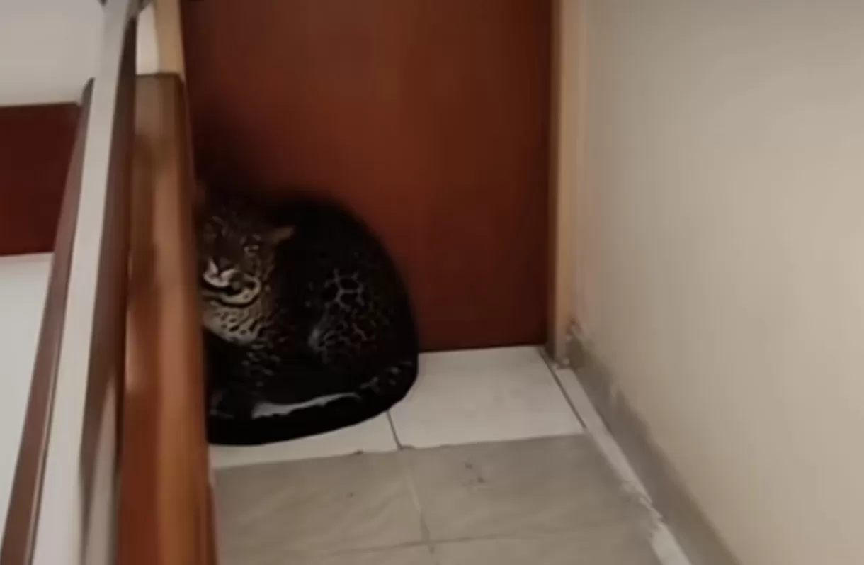 Drama Macan Tutul di Hotel Bandung: Evakuasi dari Lantai 2