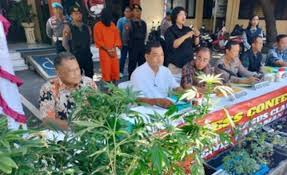 Pasutri WNA Tanam Ganja Hidroponik di Bali, Bikin Geger!