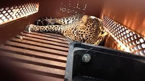 Drama Macan Tutul di Hotel Bandung: Evakuasi dari Lantai 2